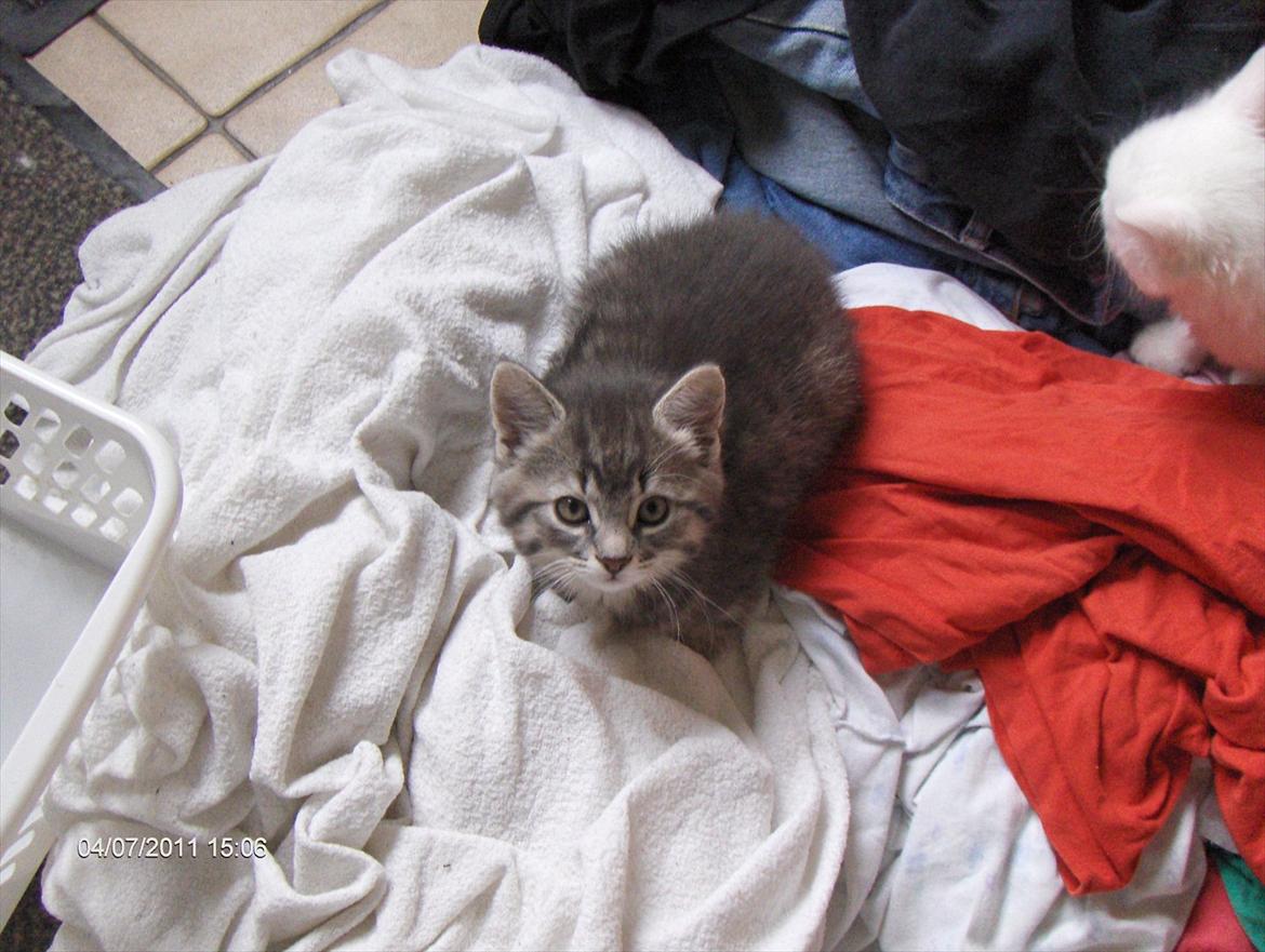 Blanding af racer Zigga billede 15