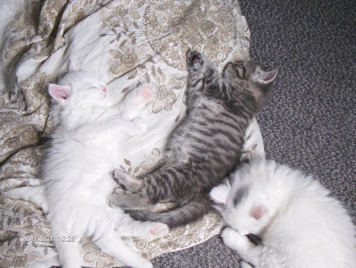 Blanding af racer Zigga billede 16