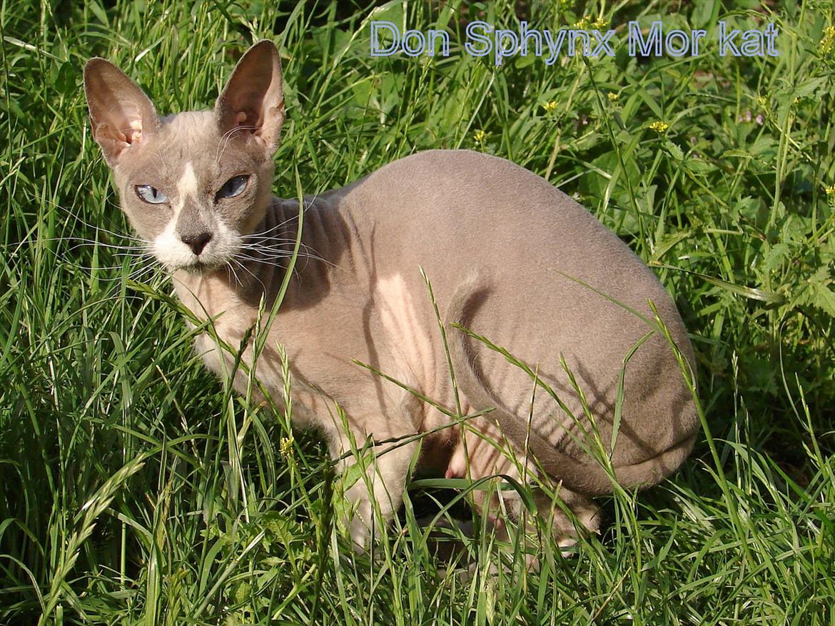 Don Sphynx AbrakadabraMidtnight Star billede 17