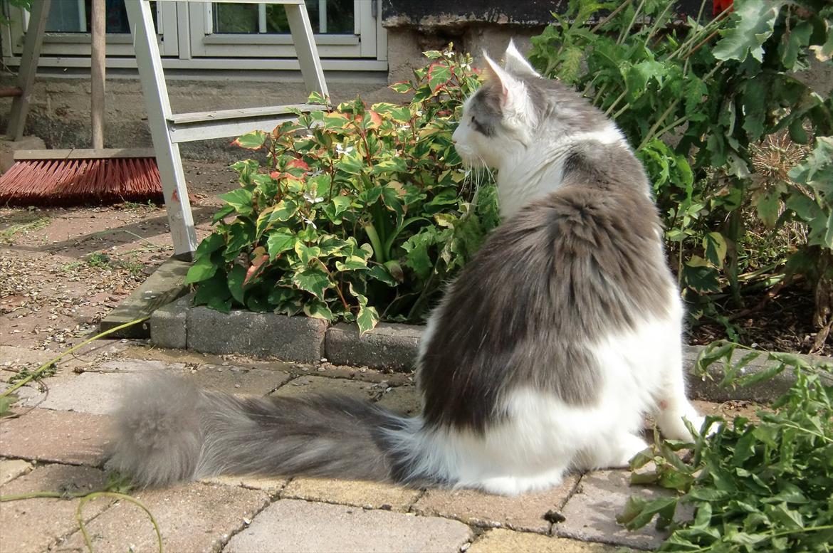 Maine Coon Milkiway - sommer 2011 billede 13