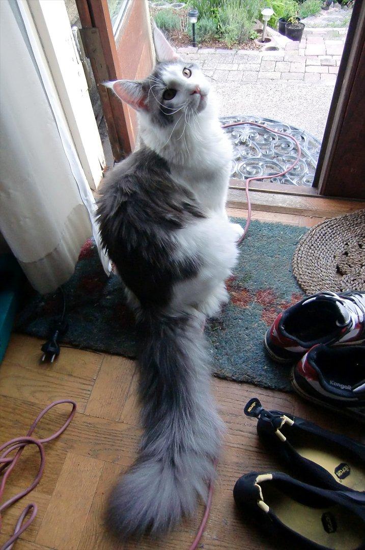 Maine Coon Milkiway billede 12