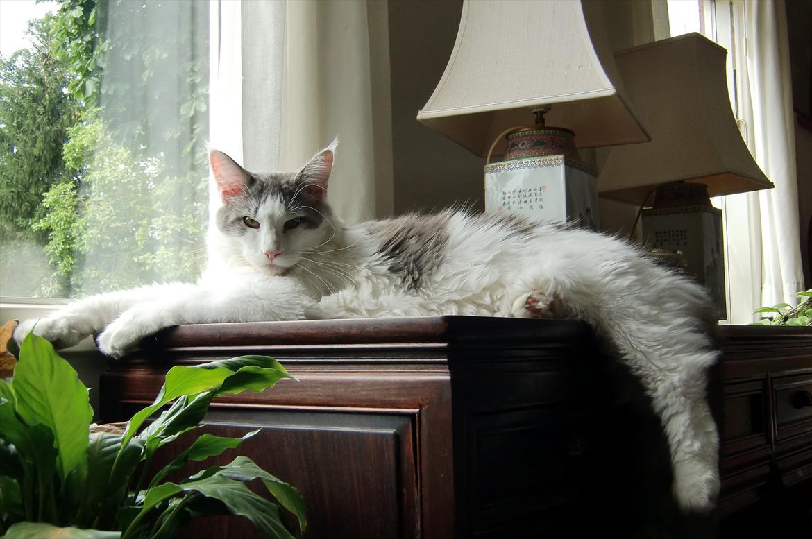 Maine Coon Milkiway billede 11