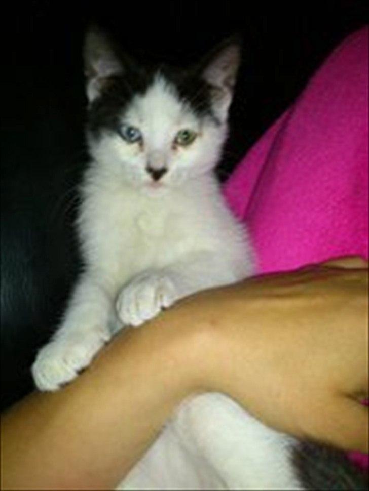 Blanding af racer frk. bowie billede 1