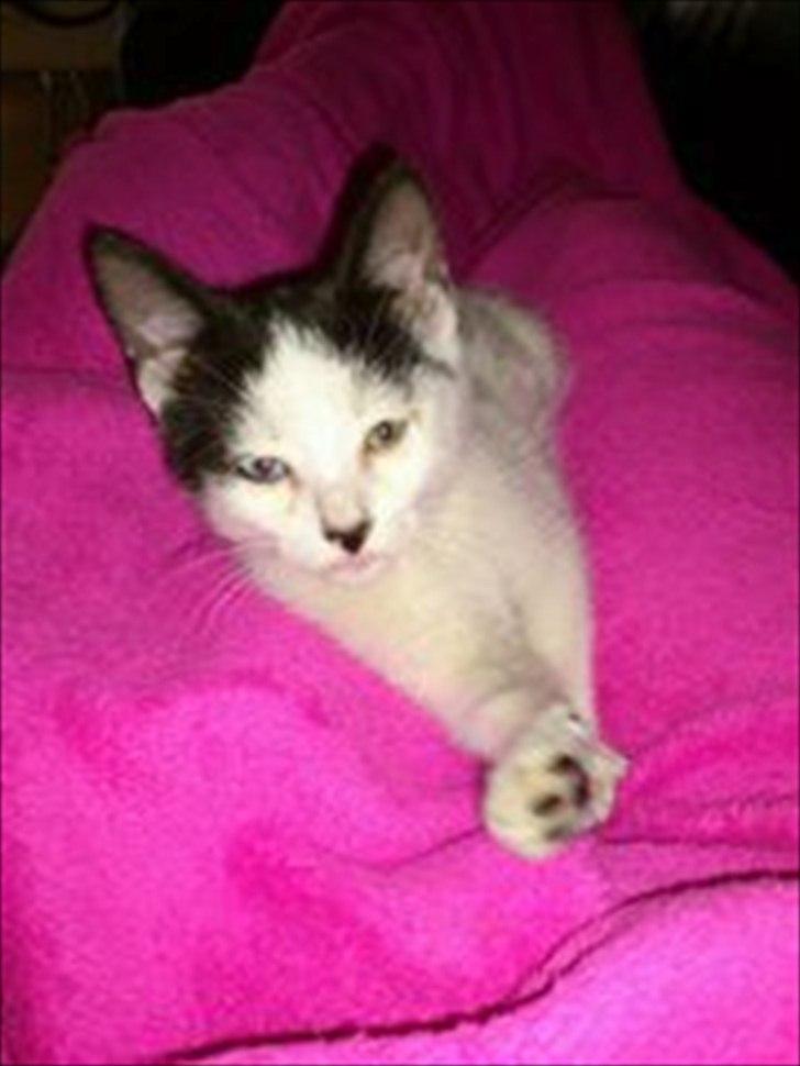 Blanding af racer frk. bowie billede 2