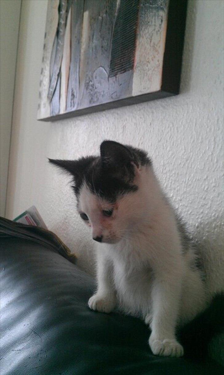 Blanding af racer frk. bowie billede 3