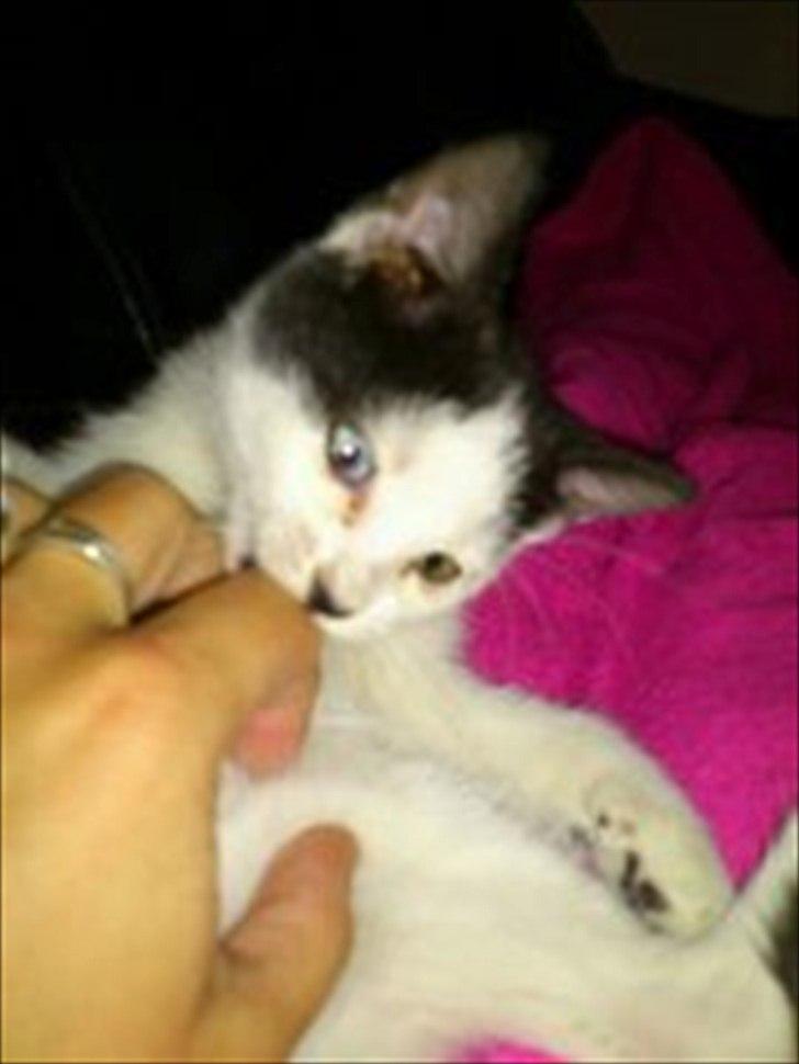 Blanding af racer frk. bowie billede 4