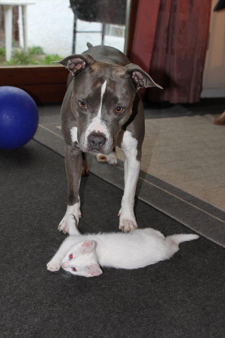 Huskat Tumle <3 Min drømme kat <3 Mit hjerte barn <3 - Tumle er min så hold jer væk tak ;) billede 12