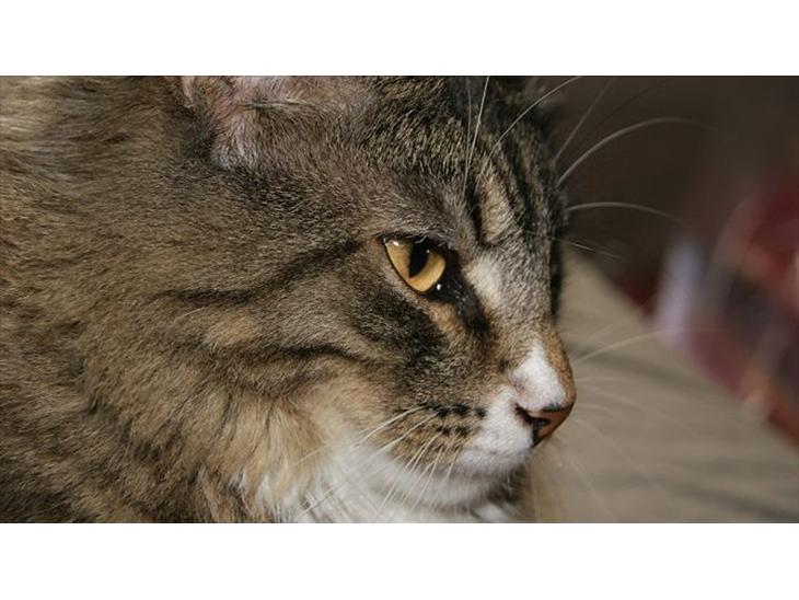 Norsk Skovkat DK Dreaming Stars Amazing Duchess billede 1