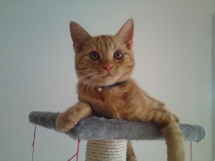 {{currentPhoto.altText}} billede {{currentPhoto.number}}