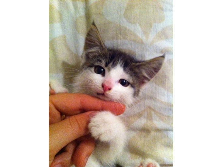 {{currentPhoto.altText}} billede {{currentPhoto.number}}