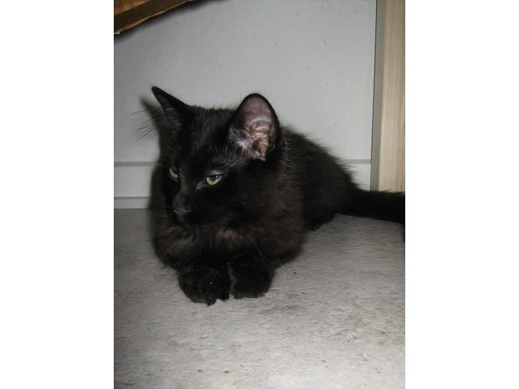 {{currentPhoto.altText}} billede {{currentPhoto.number}}