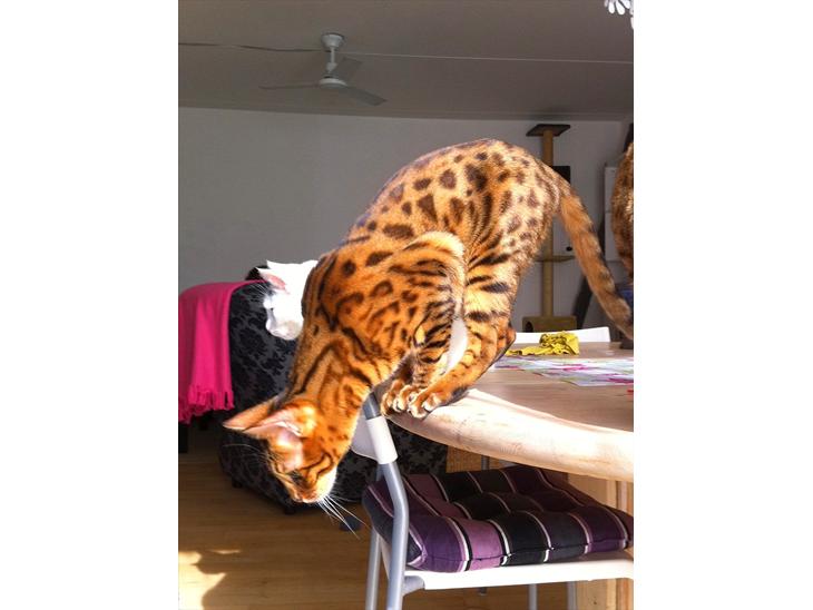 Bengal Blame it on the Boogie - Boogie billede 1