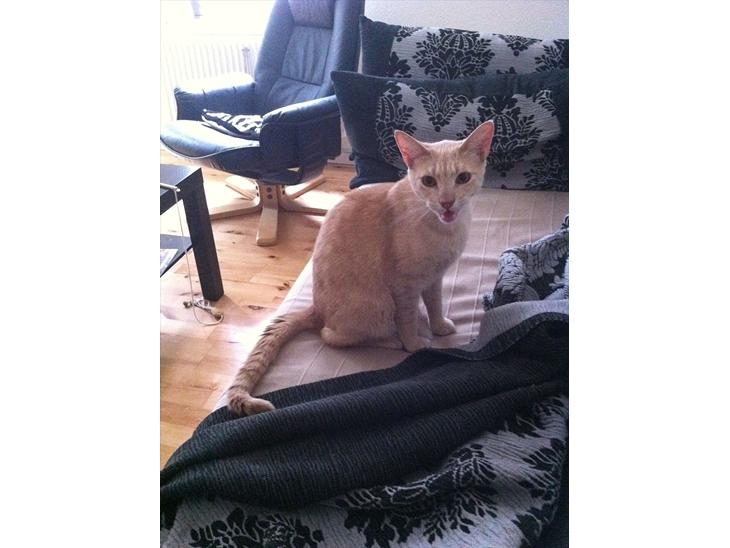 {{currentPhoto.altText}} billede {{currentPhoto.number}}