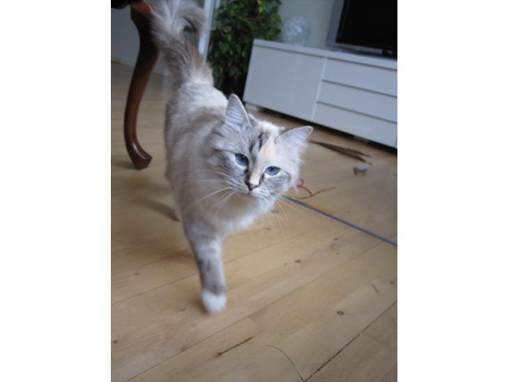 {{currentPhoto.altText}} billede {{currentPhoto.number}}