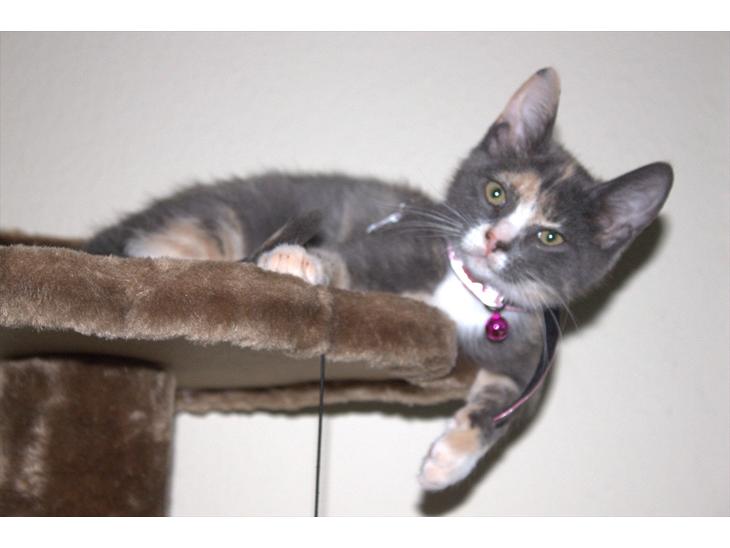 {{currentPhoto.altText}} billede {{currentPhoto.number}}