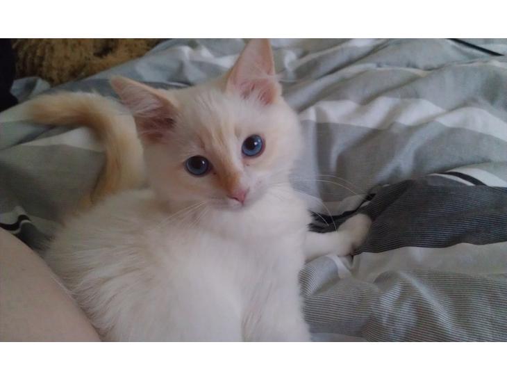 Ragdoll Harley billede 1