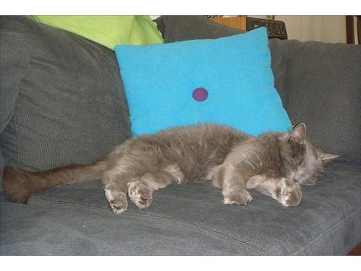 Maine Coon Topper - Tid til en lille lur billede 1