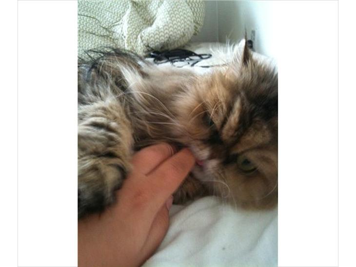 {{currentPhoto.altText}} billede {{currentPhoto.number}}