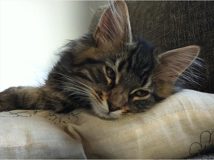 {{currentPhoto.altText}} billede {{currentPhoto.number}}