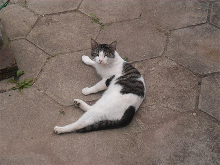 {{currentPhoto.altText}} billede {{currentPhoto.number}}