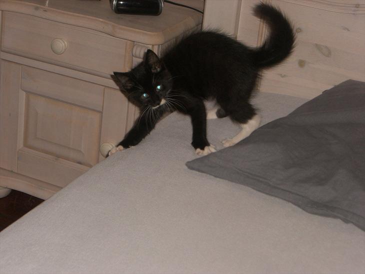 {{currentPhoto.altText}} billede {{currentPhoto.number}}