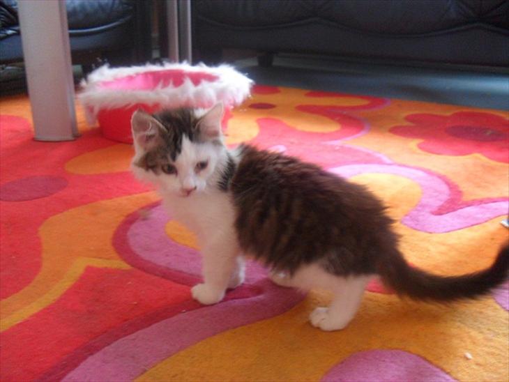 {{currentPhoto.altText}} billede {{currentPhoto.number}}