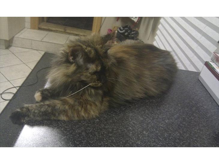 {{currentPhoto.altText}} billede {{currentPhoto.number}}