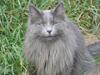 Norsk Skovkat Sofie [Tidl. kat]