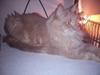 Maine Coon bailey (bumle) [Tidl. kat]