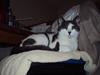 Huskat Batman