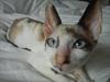 Cornish Rex Abby