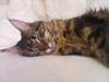 Maine Coon Pensylvania [Tidl. kat]
