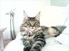 Maine Coon Fendi [Tidl. kat]