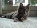 Maine Coon Tjalfe