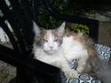 Maine Coon Metallica *R.I.P.*