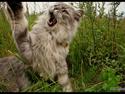 Maine Coon Will Turner