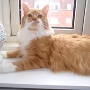 Maine Coon Aslan