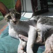 Cornish Rex Rasmus