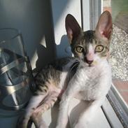 Cornish Rex Rasmus