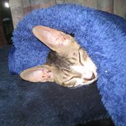 Cornish Rex Rasmus