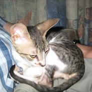 Cornish Rex Rasmus