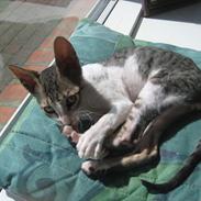 Cornish Rex Rasmus
