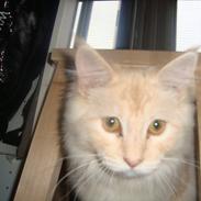 Maine Coon Simba