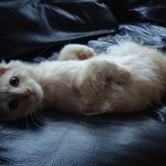 Maine Coon Simba