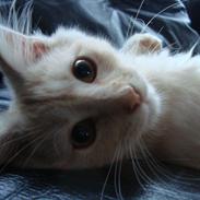 Maine Coon Simba