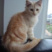 Maine Coon Simba