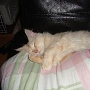Maine Coon Simba