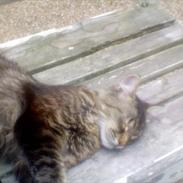 Norsk Skovkat Emmett Elm 