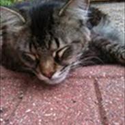 Norsk Skovkat Emmett Elm 