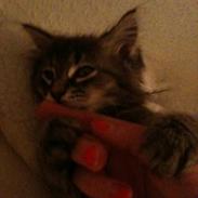 Norsk Skovkat Emmett Elm 